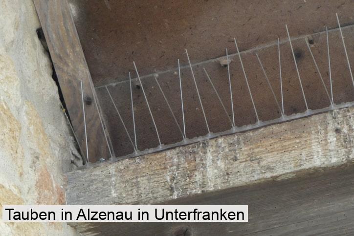 Tauben in Alzenau in Unterfranken